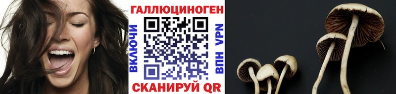 дарк нет официальный сайт  хочу   Малгобек  Псилоцибиновые грибы MAGIC MUSHROOMS 